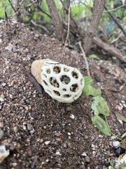 Clathrus chrysomycelinus