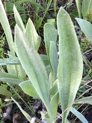 Antennaria pulcherrima