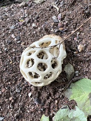 Clathrus chrysomycelinus
