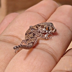 Stenodactylus mauritanicus