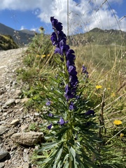 Aconitum tauricum