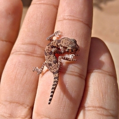 Stenodactylus mauritanicus