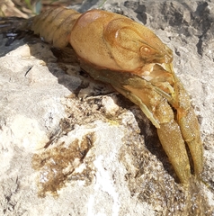 Austropotamobius torrentium