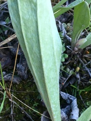 Antennaria pulcherrima