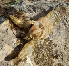 Austropotamobius torrentium