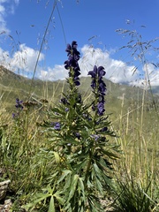 Aconitum tauricum