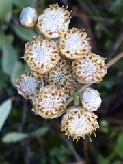Antennaria pulcherrima