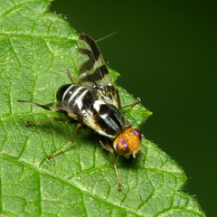 Rhagoletis striatella