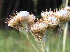 Antennaria pulcherrima