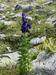 Aconitum tauricum