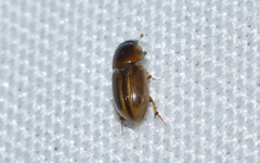 Labarrus cincticulus