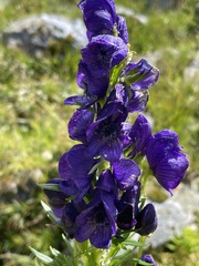 Aconitum tauricum