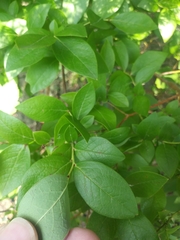 Vaccinium caesariense