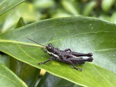 Kyphiacris andeana