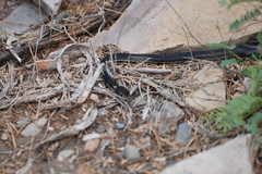 Masticophis taeniatus girardi