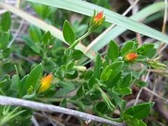 Menodora helianthemoides