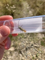 Chorthippus brunneus