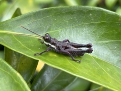 Kyphiacris andeana