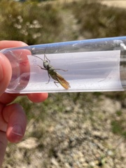 Chorthippus brunneus