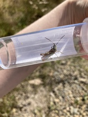 Chorthippus brunneus