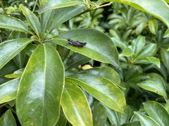 Kyphiacris andeana