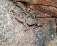 Ptyodactylus oudrii