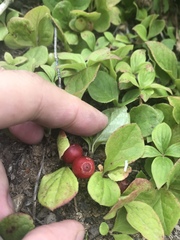 Vaccinium praestans