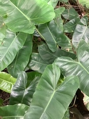 Philodendron