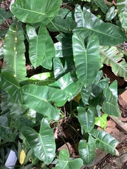 Philodendron