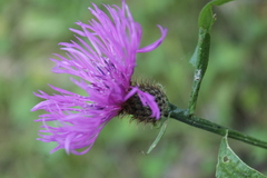 Centaurea phrygia carpatica