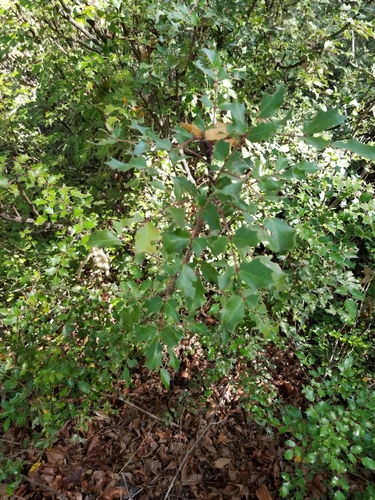 Image of Berberis wilcoxii by (c) Guy Babineau, some rights reserved (CC BY)