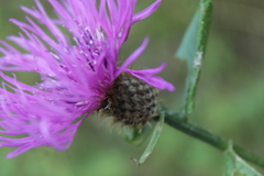 Centaurea phrygia carpatica