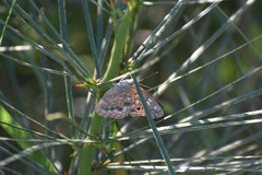 Asterocampa celtis antonia