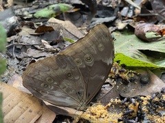 Morpho menelaus amathonte