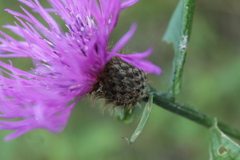 Centaurea phrygia carpatica