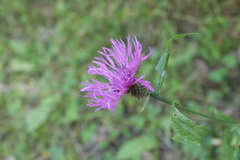 Centaurea phrygia carpatica