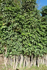 Polyscias scutellaria