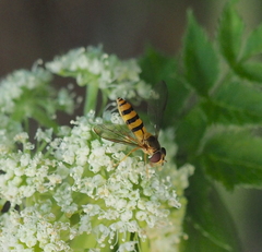 Meliscaeva cinctella