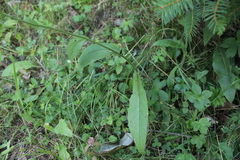 Centaurea phrygia carpatica