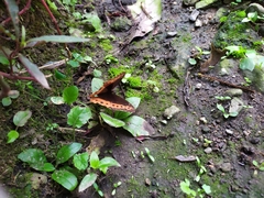 Oxeoschistus puerta