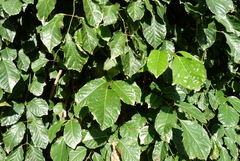 Polyscias scutellaria