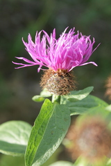 Centaurea phrygia carpatica