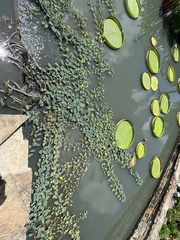 Aeschynomene fluitans