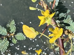 Aeschynomene fluitans