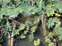 Aeschynomene fluitans