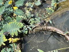 Aeschynomene fluitans