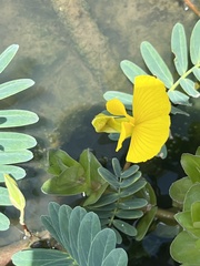 Aeschynomene fluitans