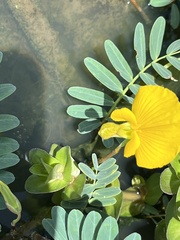 Aeschynomene fluitans