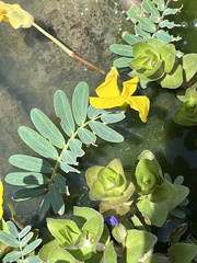 Aeschynomene fluitans