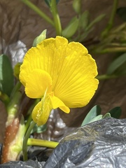 Aeschynomene fluitans